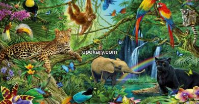 animals_kingdom