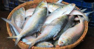 hilsa