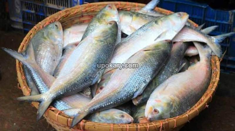 hilsa