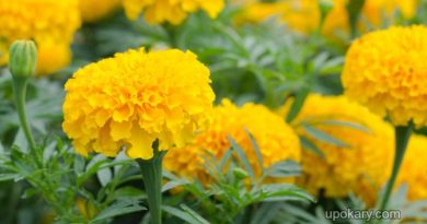 marigold