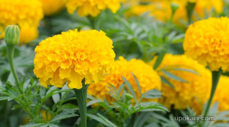 marigold