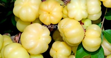 star gooseberry