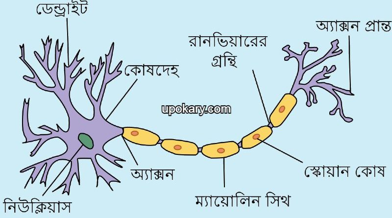 Neuron