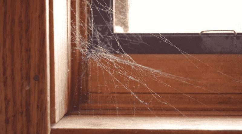 spider web