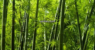 bamboo tree