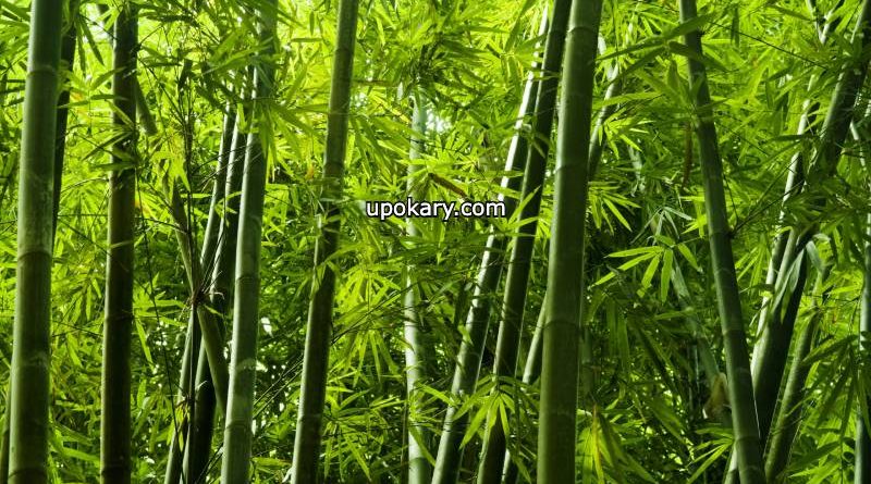 bamboo tree