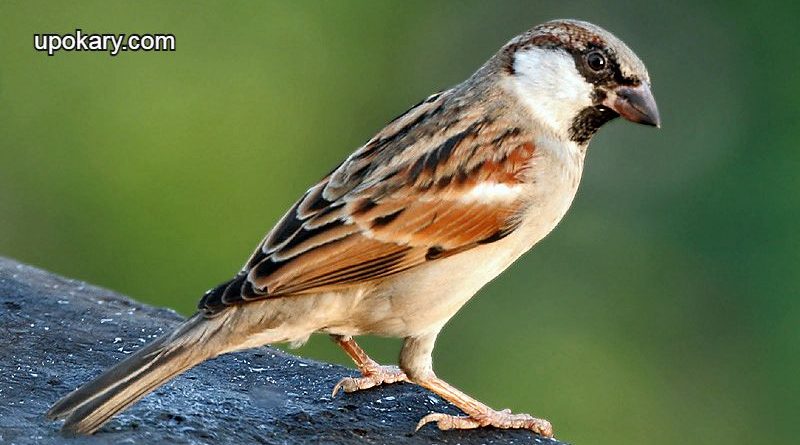 The sparrow