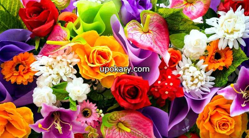 colourful-flowers