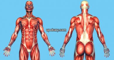 human-muscles