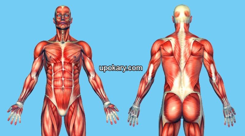 human-muscles