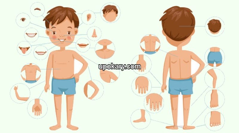 parts_of_body
