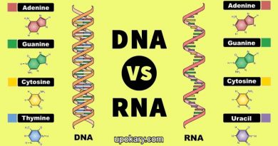 DNA_RNA