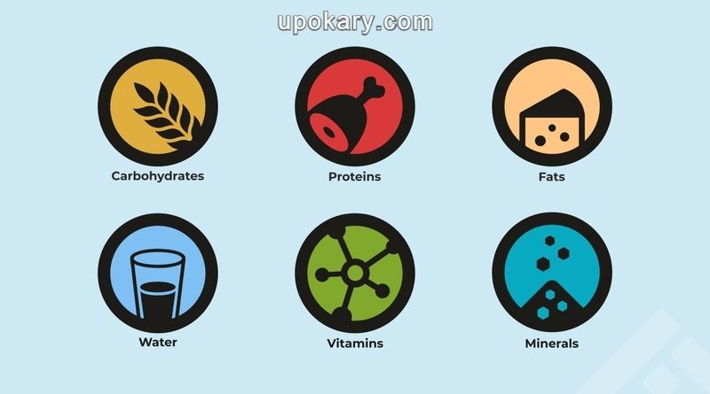 শরীরের জন্য পুষ্টি উপাদান