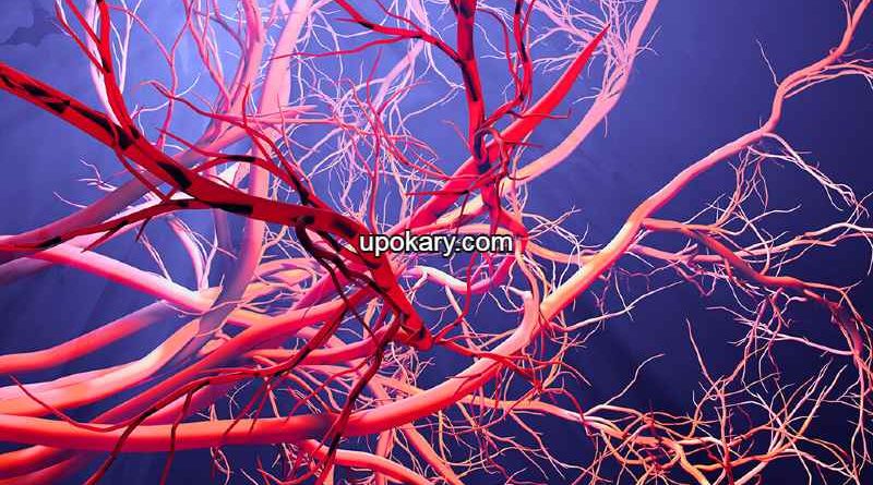 blood vessel