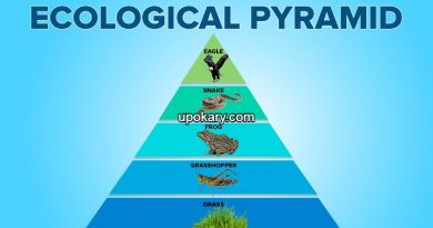 ecological pyramids
