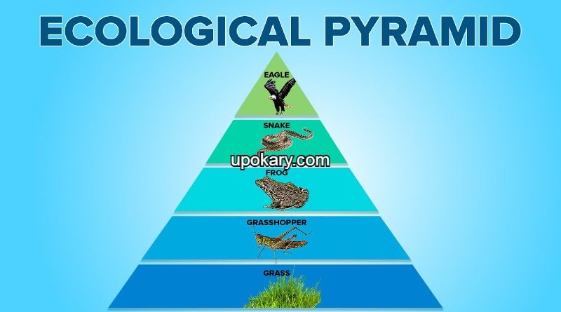 ecological pyramids
