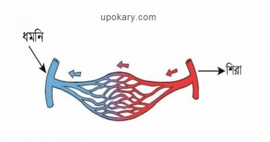 শিরা এবং ধমনী