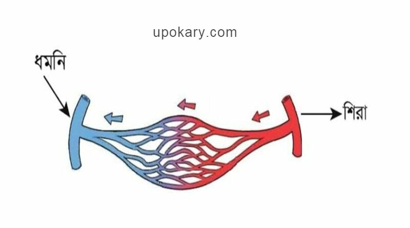 শিরা এবং ধমনী