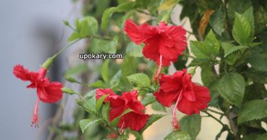hibiscus red
