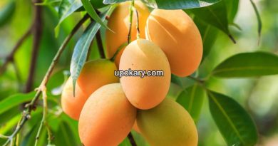 ripened_mangoes
