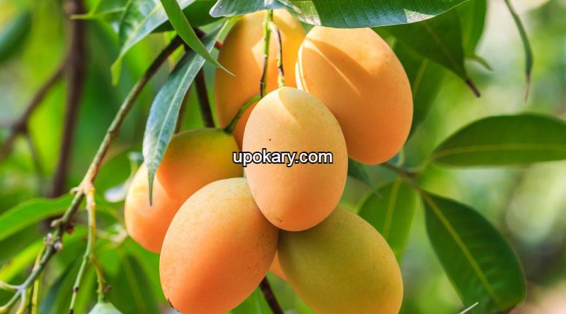 ripened_mangoes