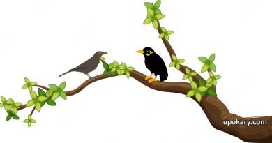 tree branch background