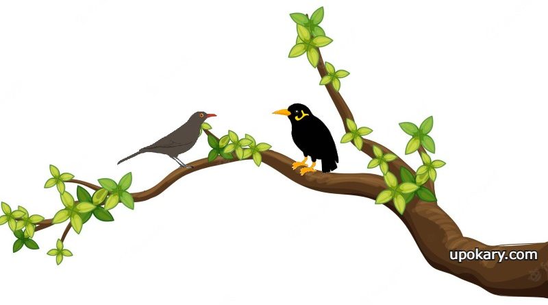 tree branch background